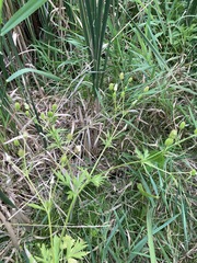 Ranunculus pensylvanicus