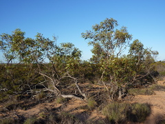 Eucalyptus capitanea