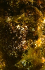 Helcogramma decurrens