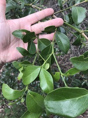 Psydrax odorata odorata