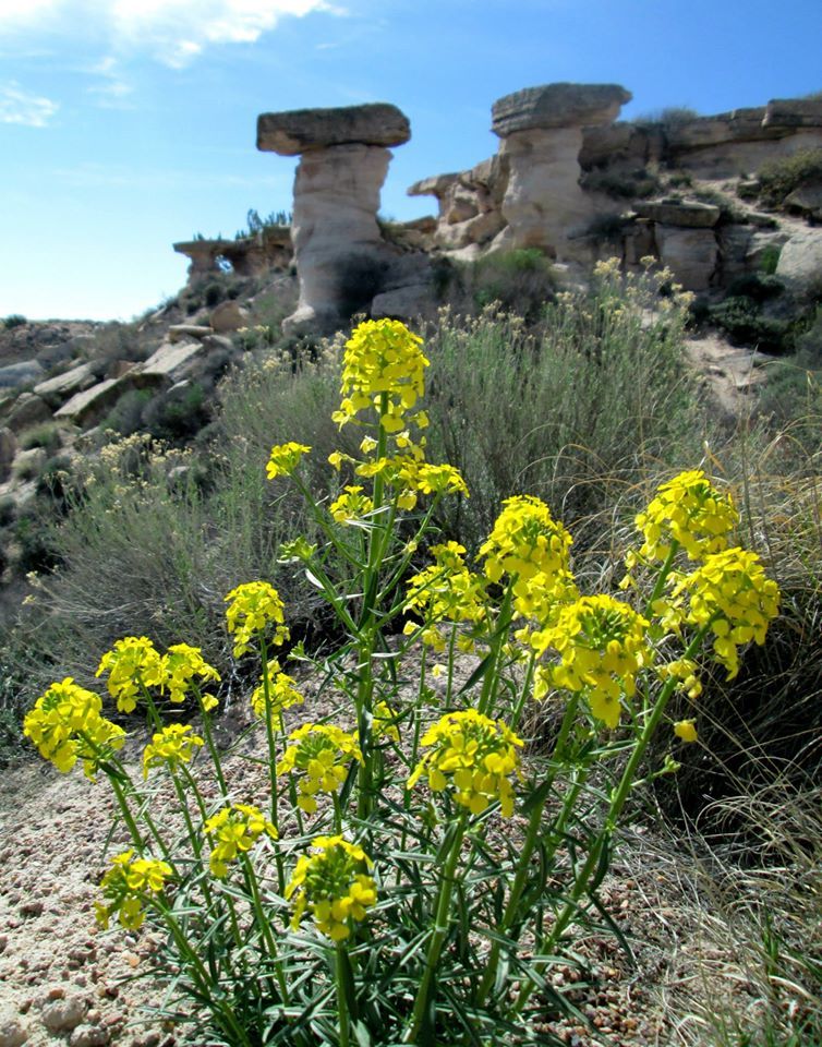 Erysimum capitatum var. purshii
