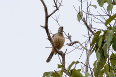 Chlamydera cerviniventris