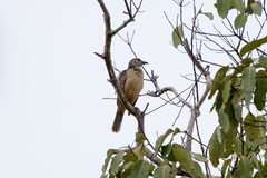 Chlamydera cerviniventris