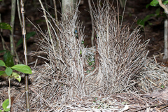 Chlamydera cerviniventris
