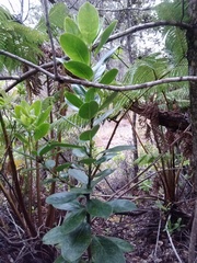 Ilex anomala