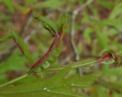 Macrodiplosis niveipila