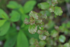 Viburnum ellipticum
