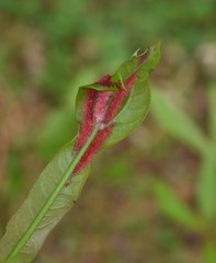 Macrodiplosis niveipila