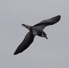 Pterodroma defilippiana