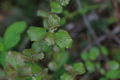 Viburnum ellipticum