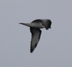 Pterodroma defilippiana