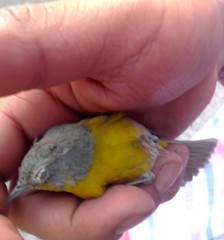 Leiothlypis ruficapilla