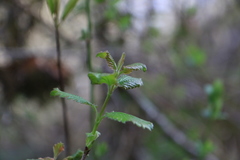 Viburnum ellipticum