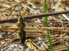 Bombylius mexicanus