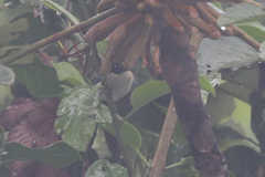 Iridophanes pulcherrimus