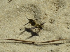 Bombylius mexicanus