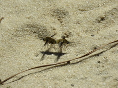Bombylius mexicanus