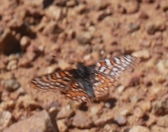 Euphydryas editha quino