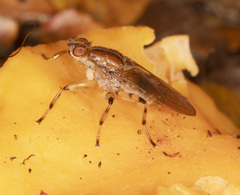 Tapeigaster annulipes