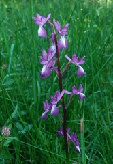 Anacamptis laxiflora