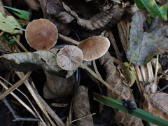 Coprinopsis canoceps