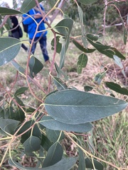 Eucalyptus yarraensis