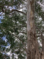 Eucalyptus yarraensis