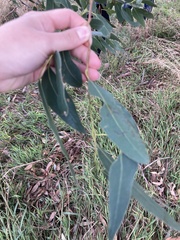 Eucalyptus yarraensis