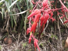 Pitcairnia echinata
