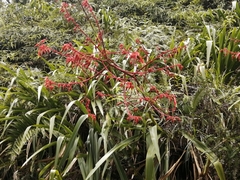 Pitcairnia echinata