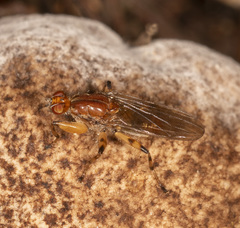 Tapeigaster annulipes