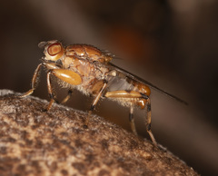 Tapeigaster annulipes