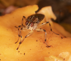 Tapeigaster annulipes