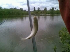 Osteochilus vittatus