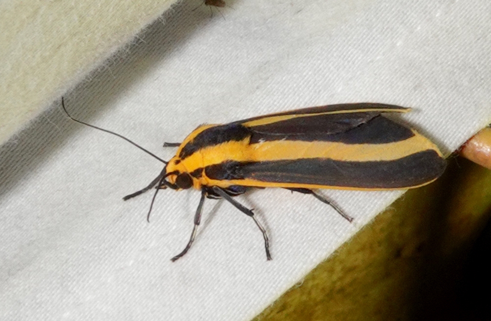 Ormetica temperata