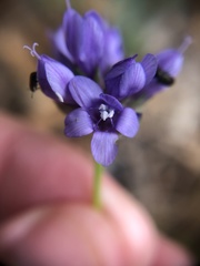 Gilia clivorum