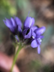 Gilia clivorum