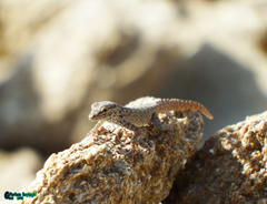 Pristurus rupestris rupestris