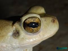 Duttaphrynus olivaceus