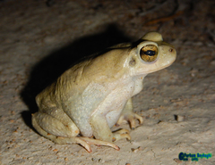 Duttaphrynus olivaceus