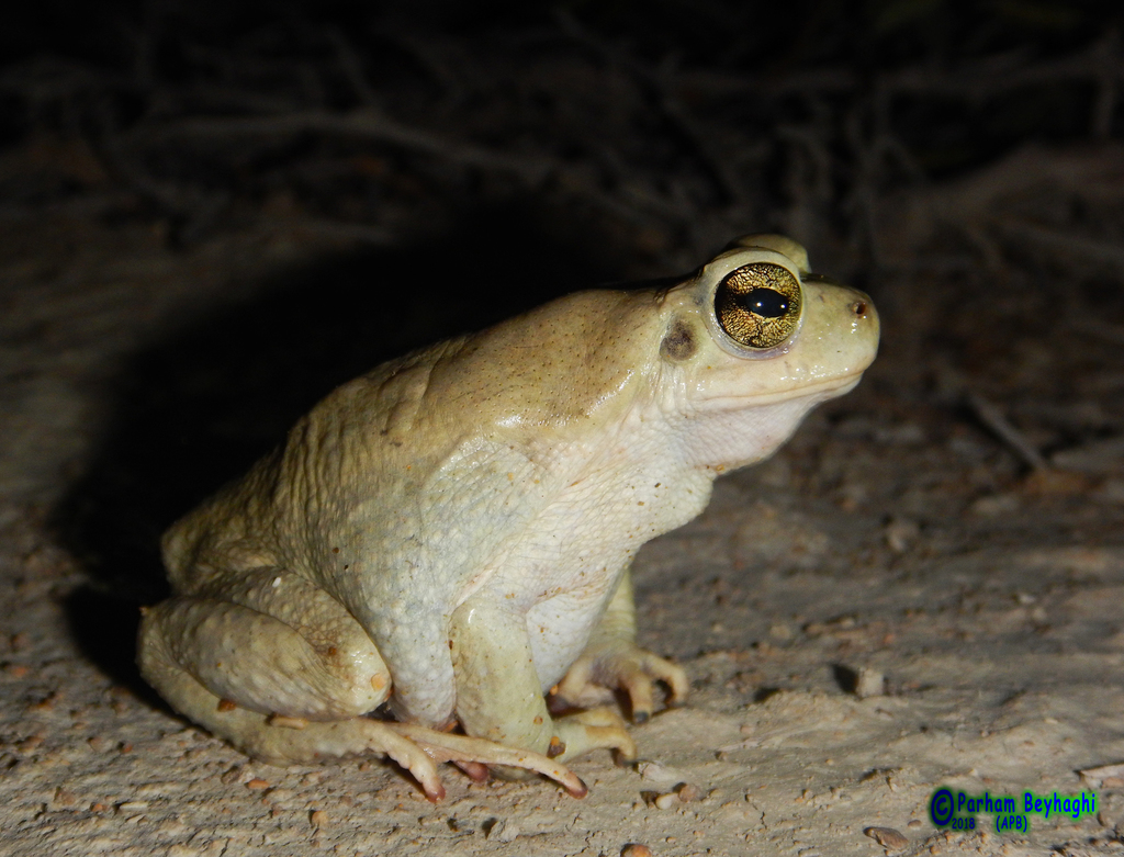 Firouz's Toads