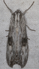 Capusa graodes