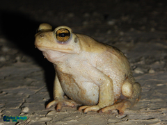 Duttaphrynus olivaceus