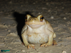 Duttaphrynus olivaceus