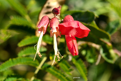 Camptosema rubicundum