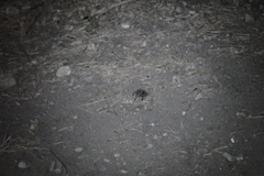 Aphonopelma seemanni