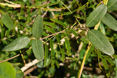 Camptosema rubicundum