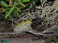 Duttaphrynus olivaceus