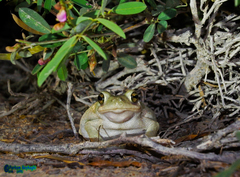 Duttaphrynus olivaceus