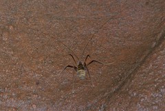 Hadenoecus subterraneus